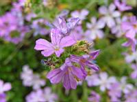 Erinus alpinus (fam Scrophulariacees) (S-O de l'Europe) (4) (Photo F. Mrugala)